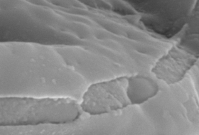3 billion-year-old fossils show early microbes lived in cavities